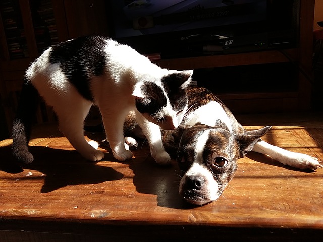 dog and cat on deck in sun