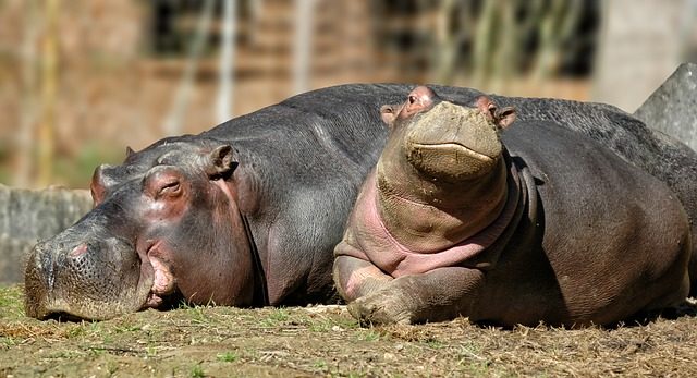 Hippopotamus 